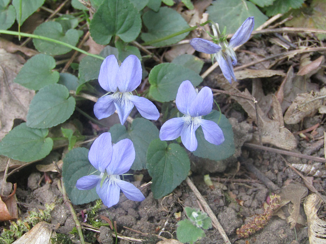 Leberblümchen