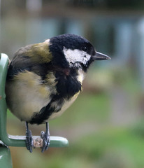 Great-tit