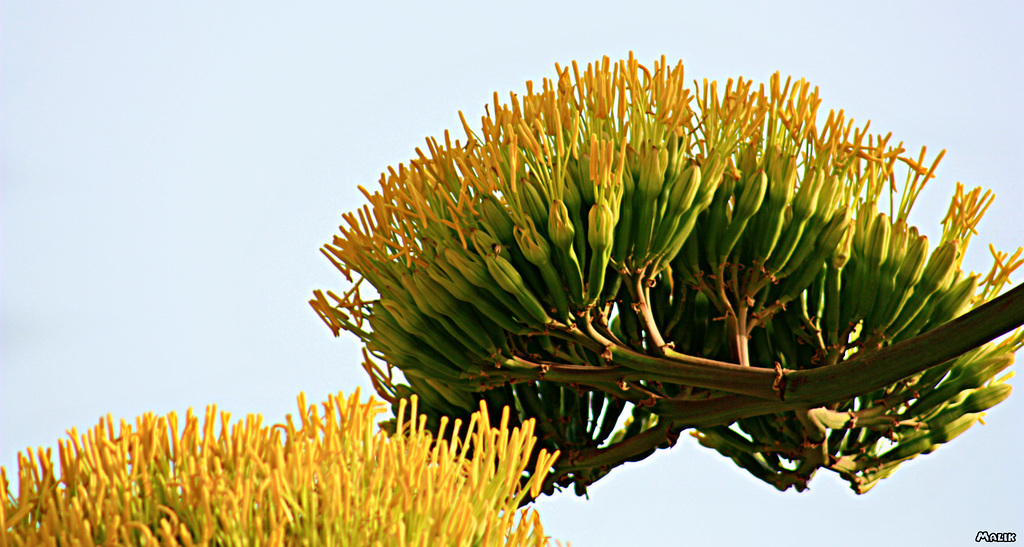 Agave moh2