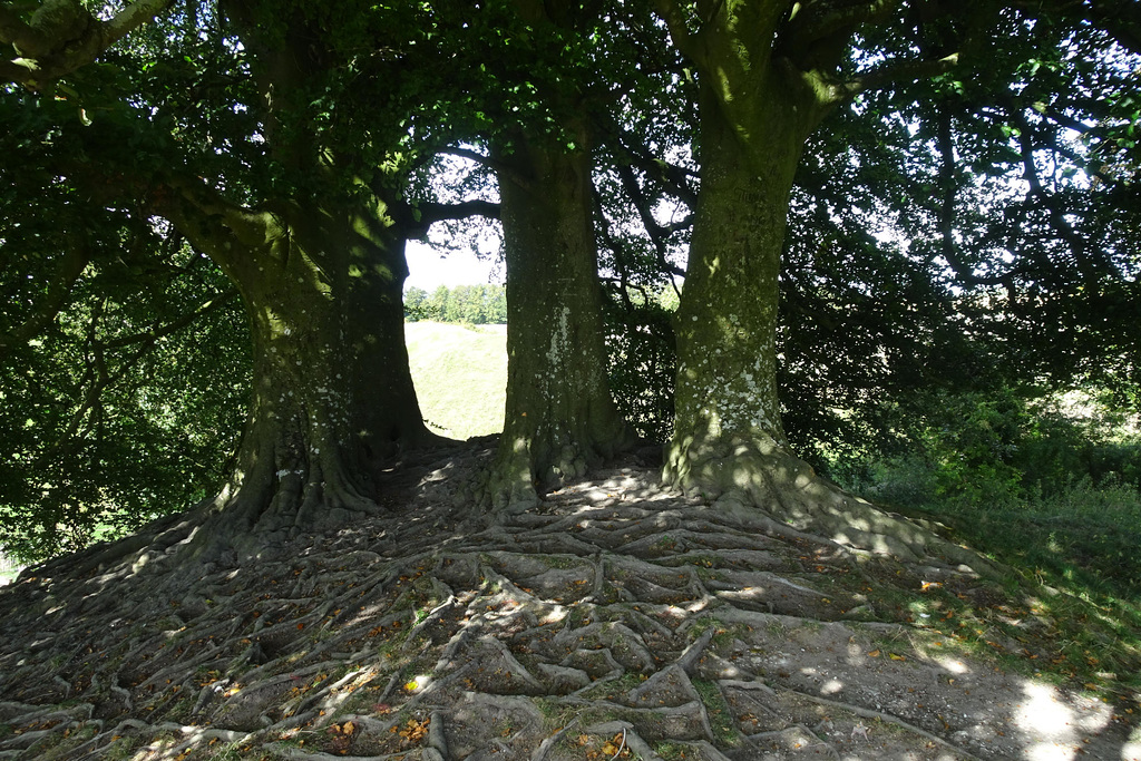 Trees Near Avebury Stone Circle