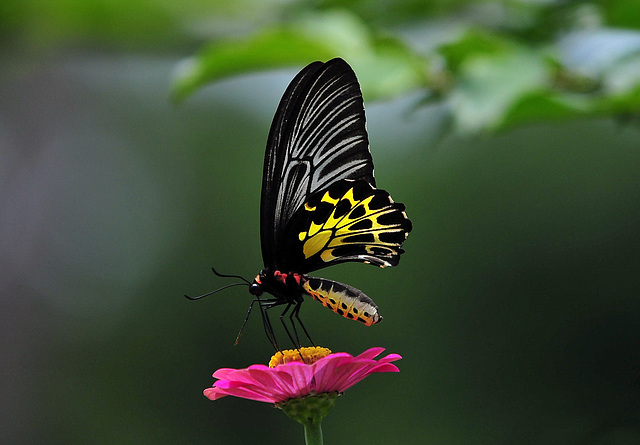 Golden Bird Wing - Thailand.