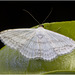 IMG 9773 Moth