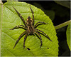 IMG 7451 Spider-1