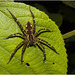 IMG 7451 Spider-1
