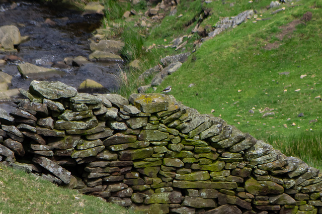 male Wheatear in Bray Clough