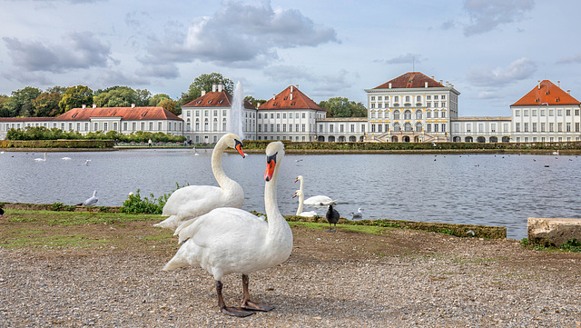 Munich - Nymphenburg ++ Schlossschwäne - castle swans