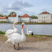 Munich - Nymphenburg ++ Schlossschwäne - castle swans