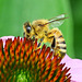 echincea bee DSC 6295v2