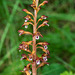 Corallorhiza maculata var. maculata (Summer Coralroot orchid or Spotted Coralroot orchid)