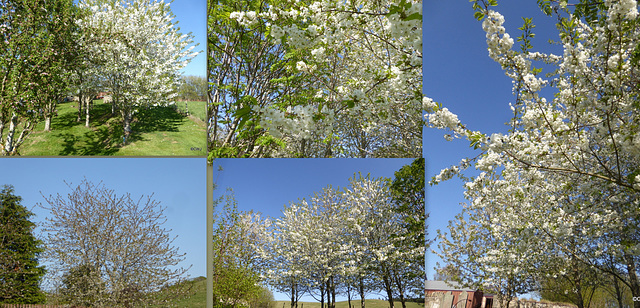 Cherry blossom in the garden