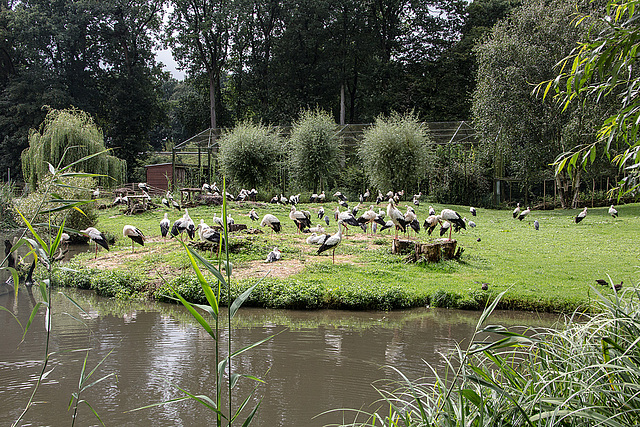 20160812 2168VRAw [D~ST] Weißstorch (Ciconia ciconia), Zoo Rheine