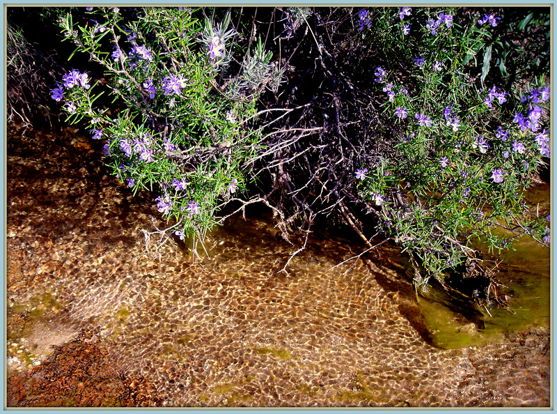 Mountain stream and rosemary, for Pam.