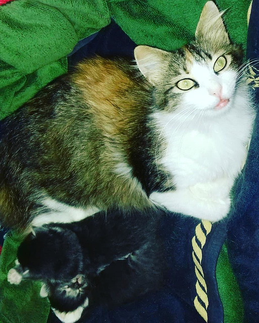 Pasha with her little kittens