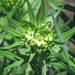 Woolly Gromwell