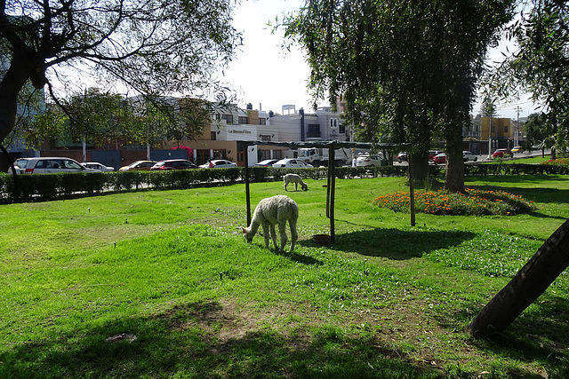 Alpacas In The Park