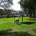 Alpacas In The Park