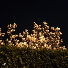 magnolias sous la lumière du réverbère