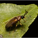 IMG 9776 Longhorn Beetle