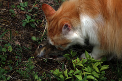 Ce matin un lapin tué par un prédateur .
