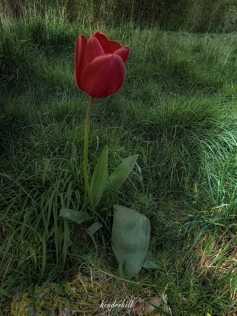 Tulip