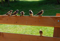 HBM - Spatzenbank (2 PiPs) HBM - Spatzenbank (2 PiPs)