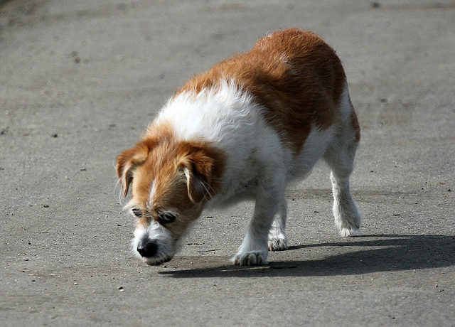 Hund im Laufschritt