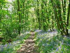 Bluebells in New Park Wood in early June 2008