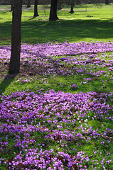 Purple carpet