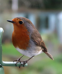 Robin