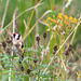 Goldfinch