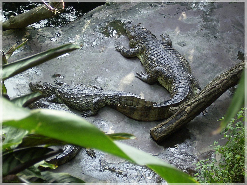 Wilhelma Stuttgart - Krokodile