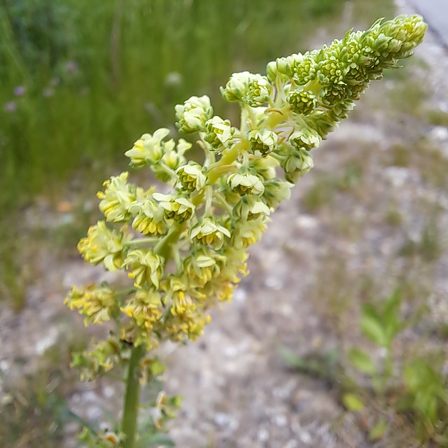 Gelber Wau (Reseda lutea) / Gelbe Resede