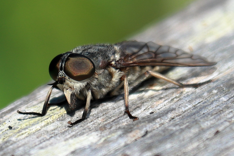 EOS 90D Peter Harriman 11 24 10 86160 robberFly dpp