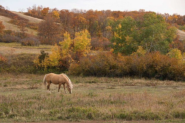 tranquil grazing