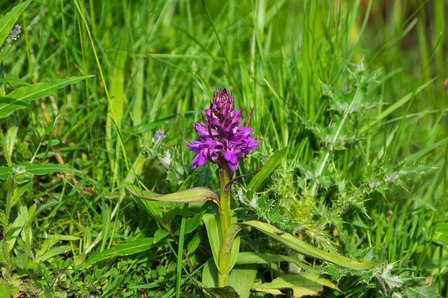 Marsh Orchid