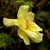 Dans mon jardin