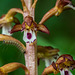 Corallorhiza maculata var. maculata (Summer Coralroot orchid or Spotted Coralroot orchid)