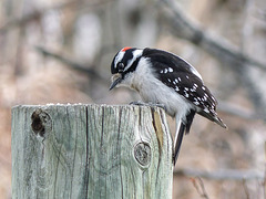 Downy Woodpecker