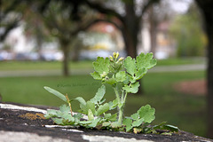 Mauerblümchen - Schöllkraut