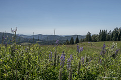 Lupinen in der Bernau Schwarzwald