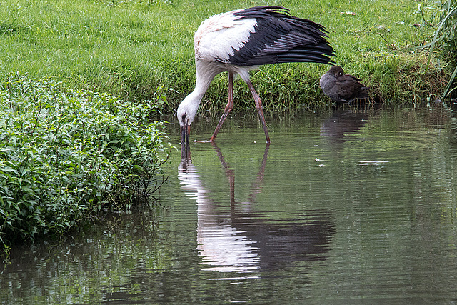 20160812 2170VRAw [D~ST] Weißstorch (Ciconia ciconia), Ente, Zoo Rheine