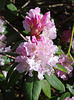 Rhododendron 'Rosa Mundi'