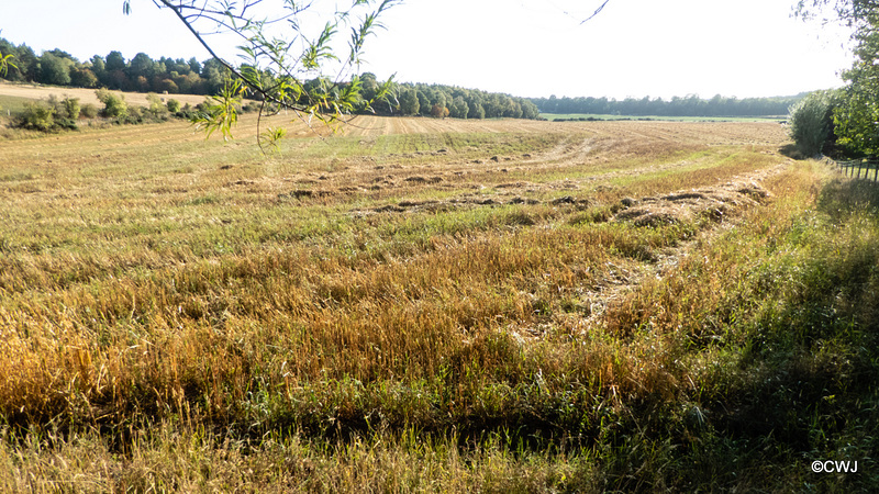 !6 acres of oats harvested today!