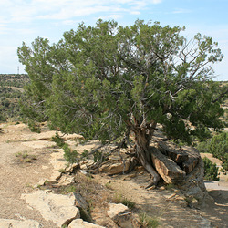 IMG 8046 adj IMG 8046 adj