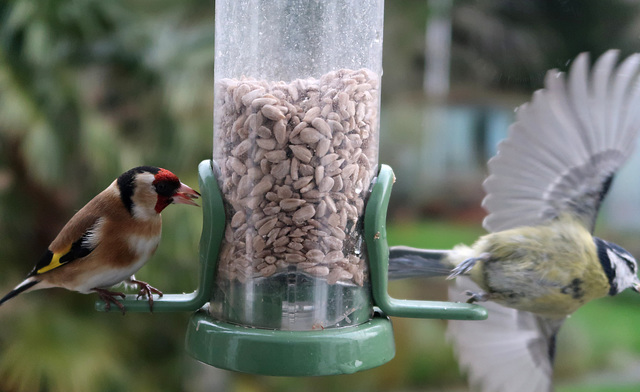 Goldfinch and Blue-tit, leaving