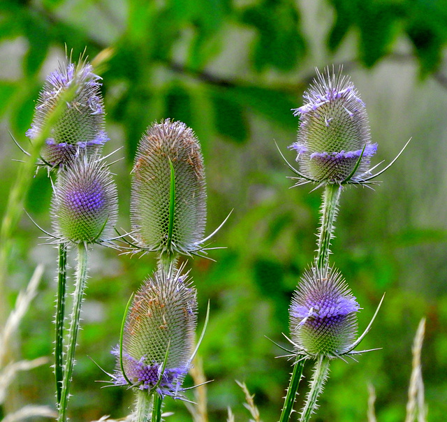 Dipsacus fullonum  (3)