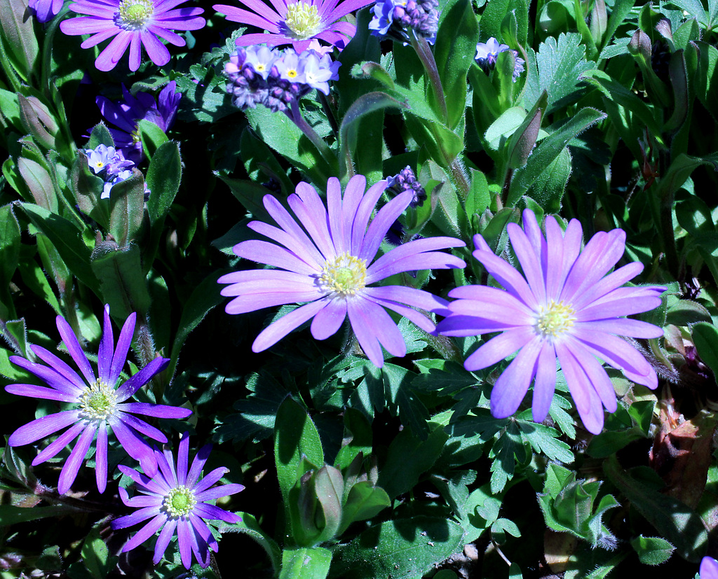 Strahlen-Windröschen - Anemone Blanda