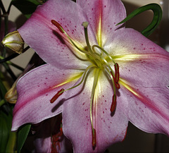 Pink Lily