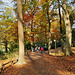 Weg an der Schöndelle (Rombergpark, Dortmund-Brünninghausen) / 8.11.2020