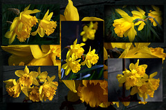 Daffodils' Time to Shine.